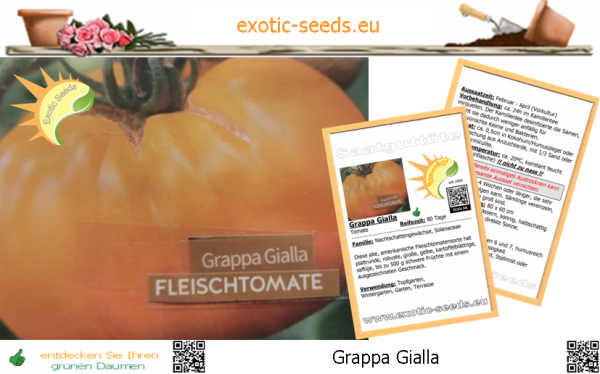 Tomate * Grappa Gialla * Fleischtomate * 20 Samen
